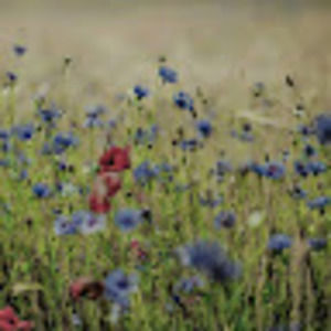 Meet your Posher, Stacey